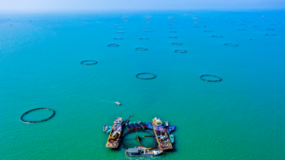 廣東人如何實(shí)現(xiàn)海鮮自由？答案藏在這片海里